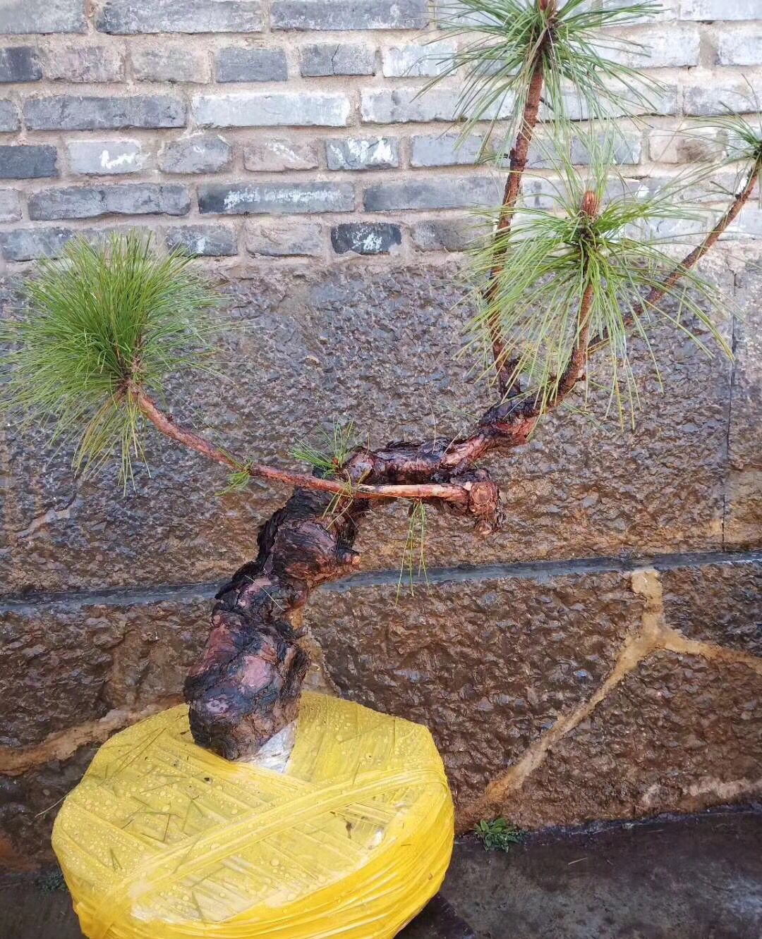 不错的黄松下山桩盆景素材