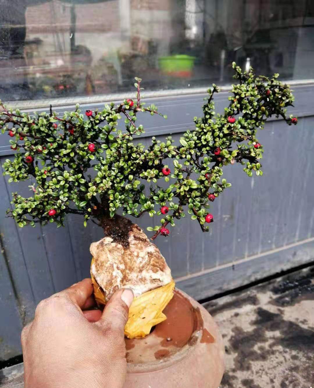 树桩中的荀子抱石不错,适合阳台小品盆栽!