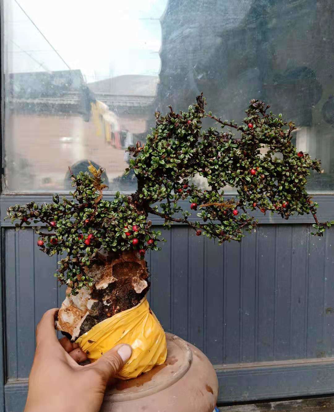 铁马鞭树桩和小叶荀子树桩,有的还是抱石树桩,不错!