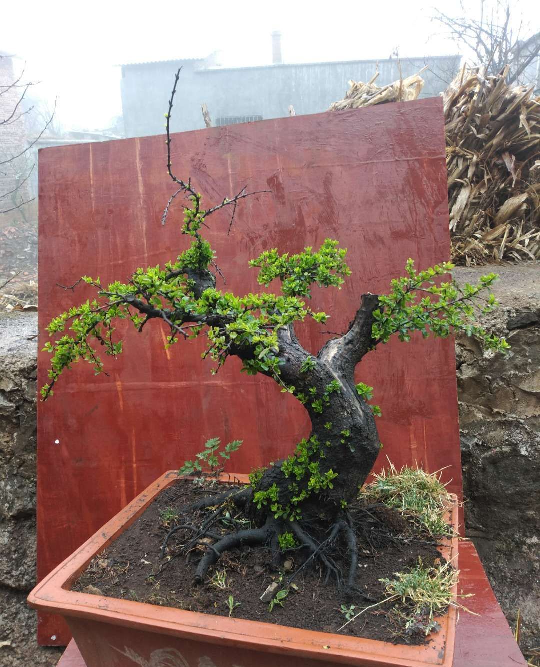 铁马鞭树桩和小叶荀子树桩有的还是抱石树桩不错