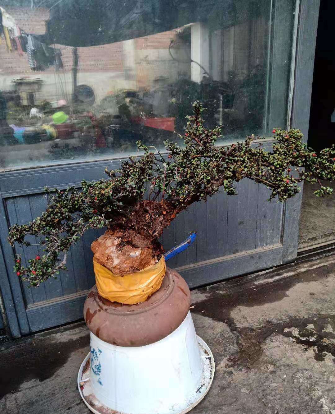 铁马鞭树桩和小叶荀子树桩有的还是抱石树桩不错