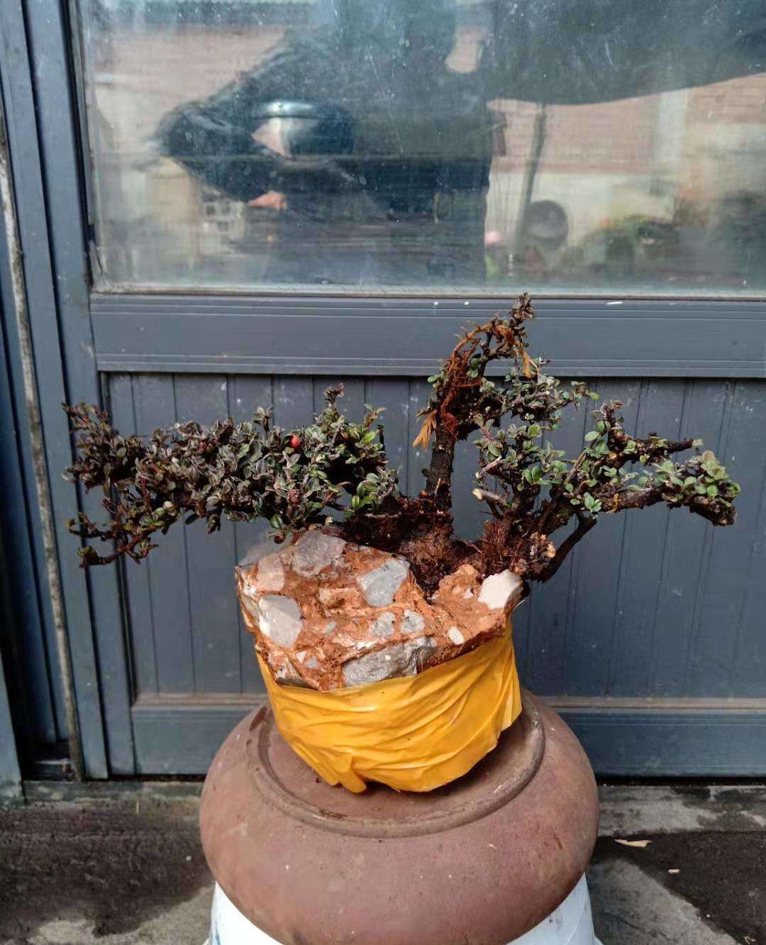 铁马鞭树桩和小叶荀子树桩有的还是抱石树桩不错