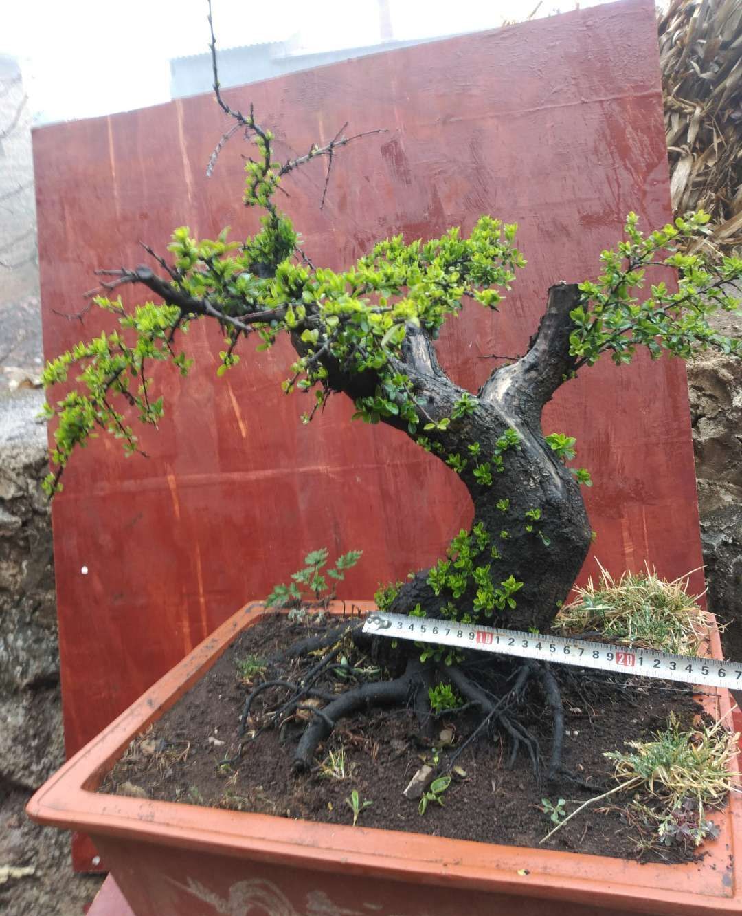 铁马鞭树桩和小叶荀子树桩有的还是抱石树桩不错