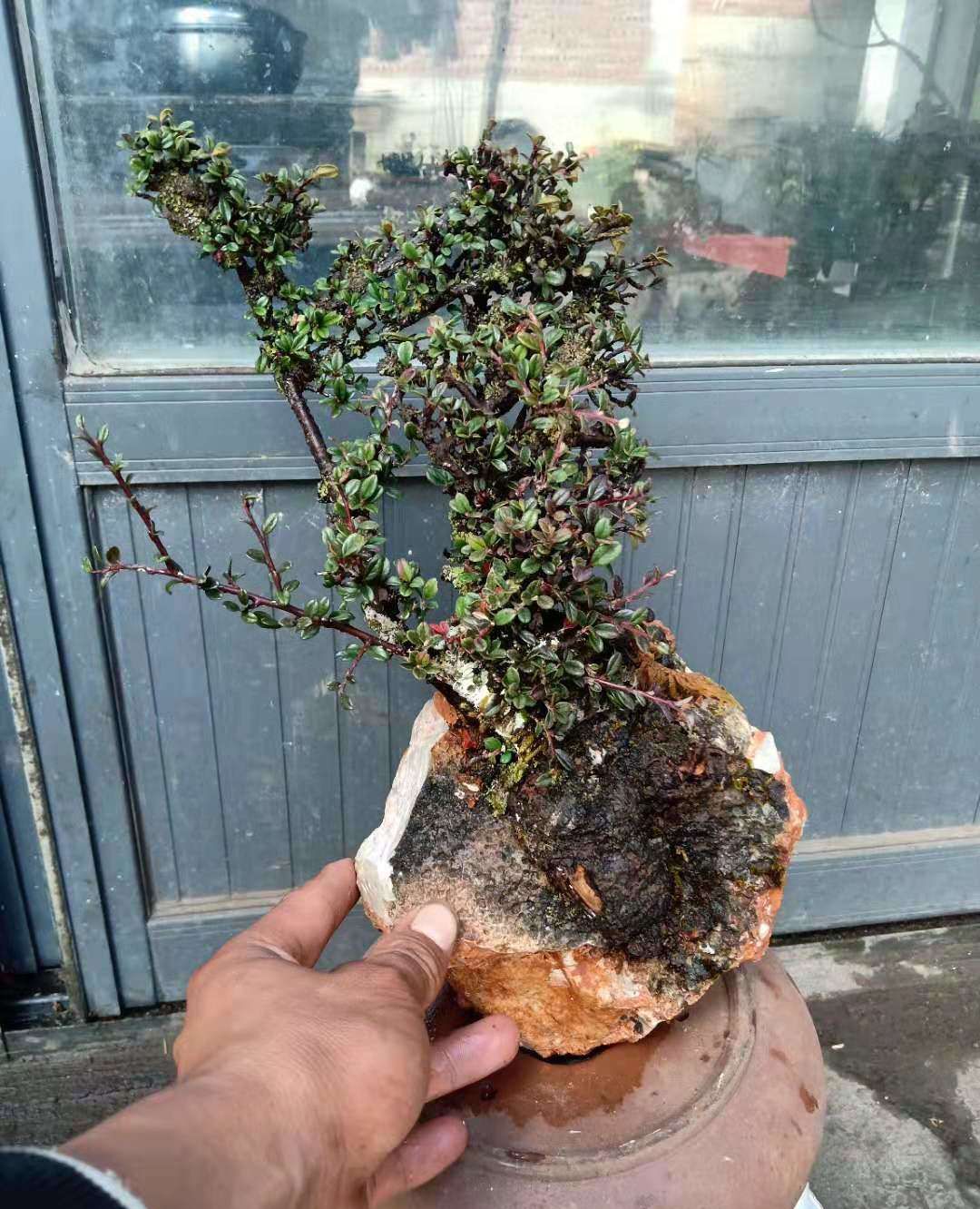 铁马鞭树桩和小叶荀子树桩有的还是抱石树桩不错