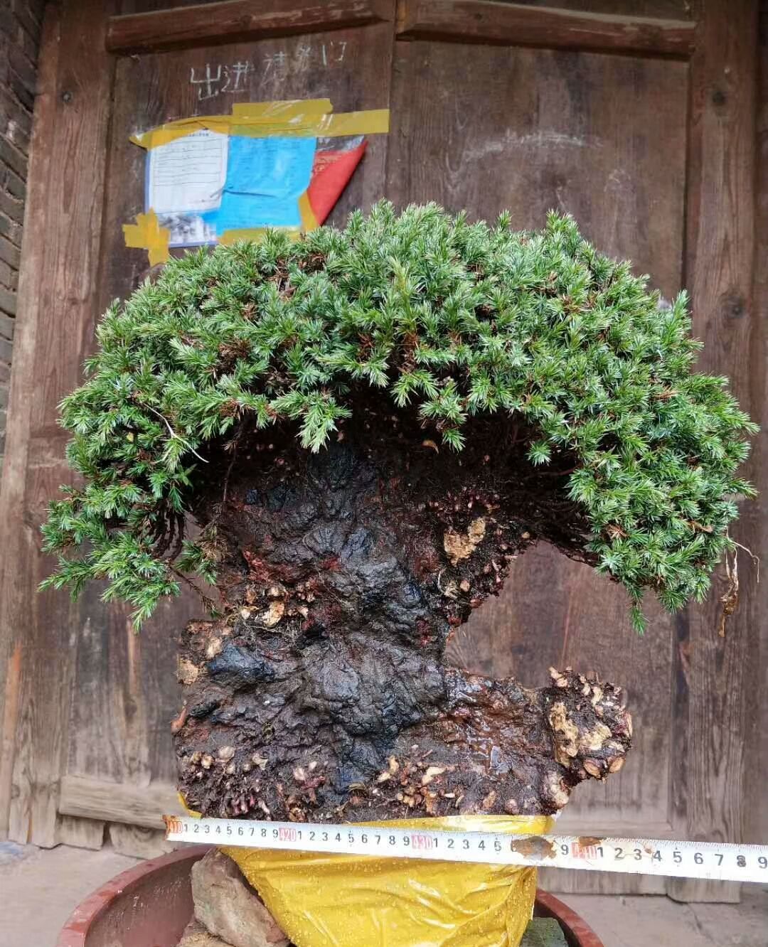 刺柏古桩舍利很漂亮,有的已经炭化,美!