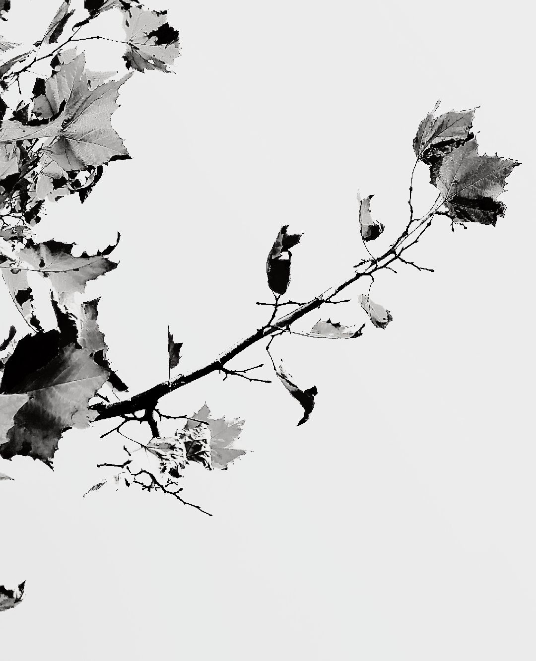 彭卫的拍画艺术(一):梧桐叶篇