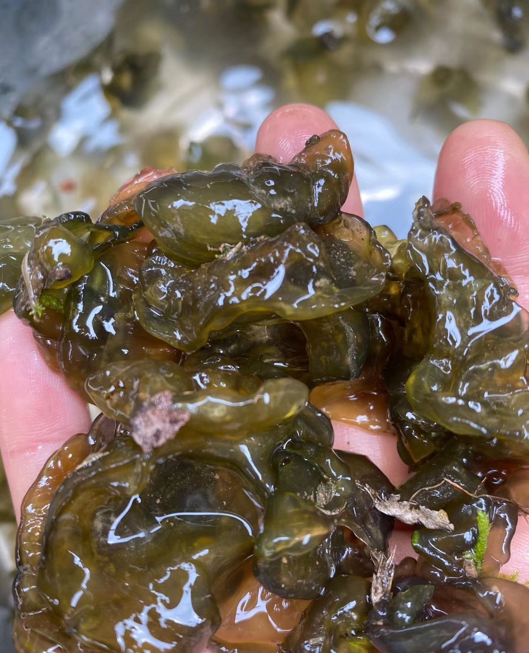 1 / 4 雷公菌即地木耳,学名普通念珠藻,又名地皮菜,地耳,鼻涕肉等