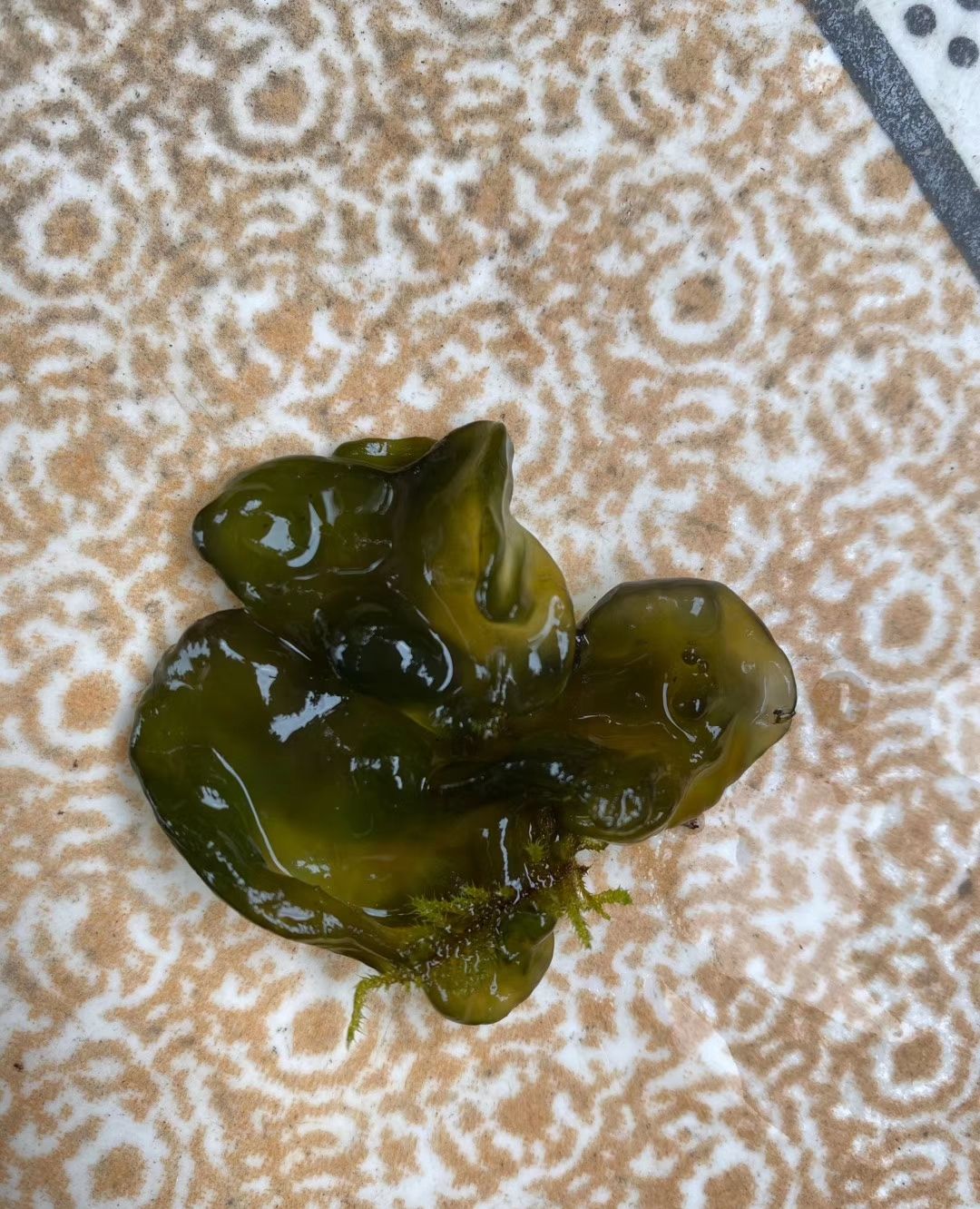 雨后捡到雷公赐给农民的美味,好看又好吃,不愧是天赐佳肴_高清图集_新