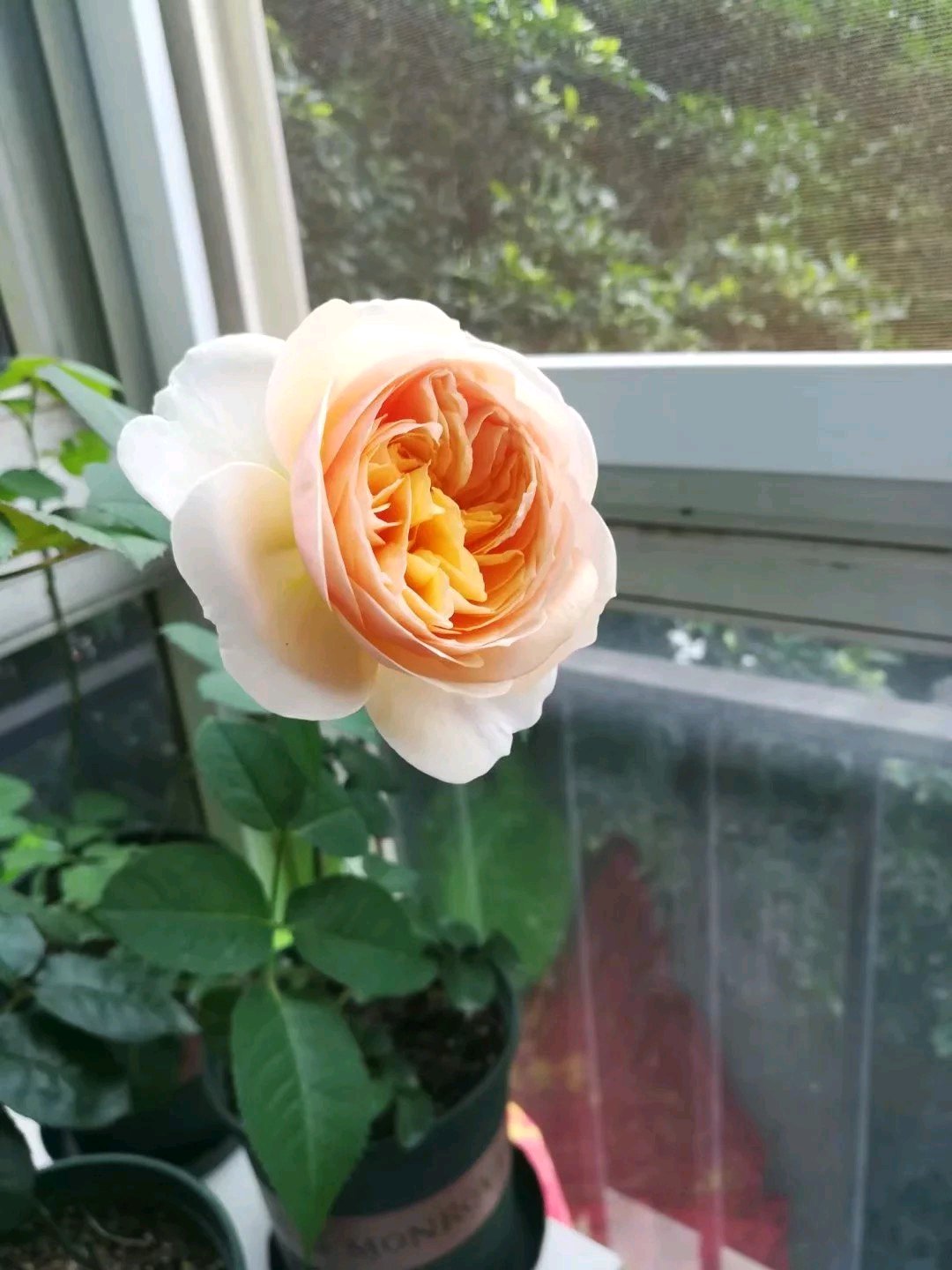 此花是世界名花 观赏价值高 四季开花 室内也能养 是盆栽佳品