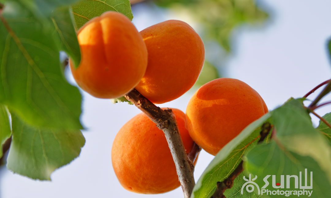 赏完杏花该吃杏子了济南万亩杏园里却见杏子在树上成果脯