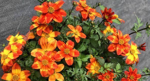 "假菊花",花开鲜艳美丽,非常值得拥有,堪称养花必备