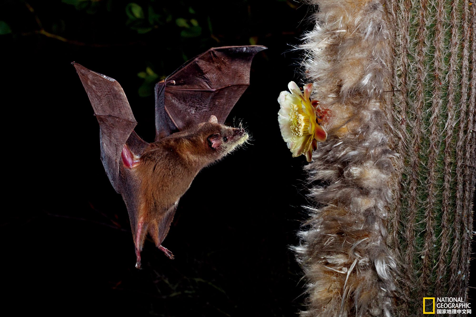 这朵花的形状和暴露在外的位置都是迎合蝙蝠耳朵需要的.