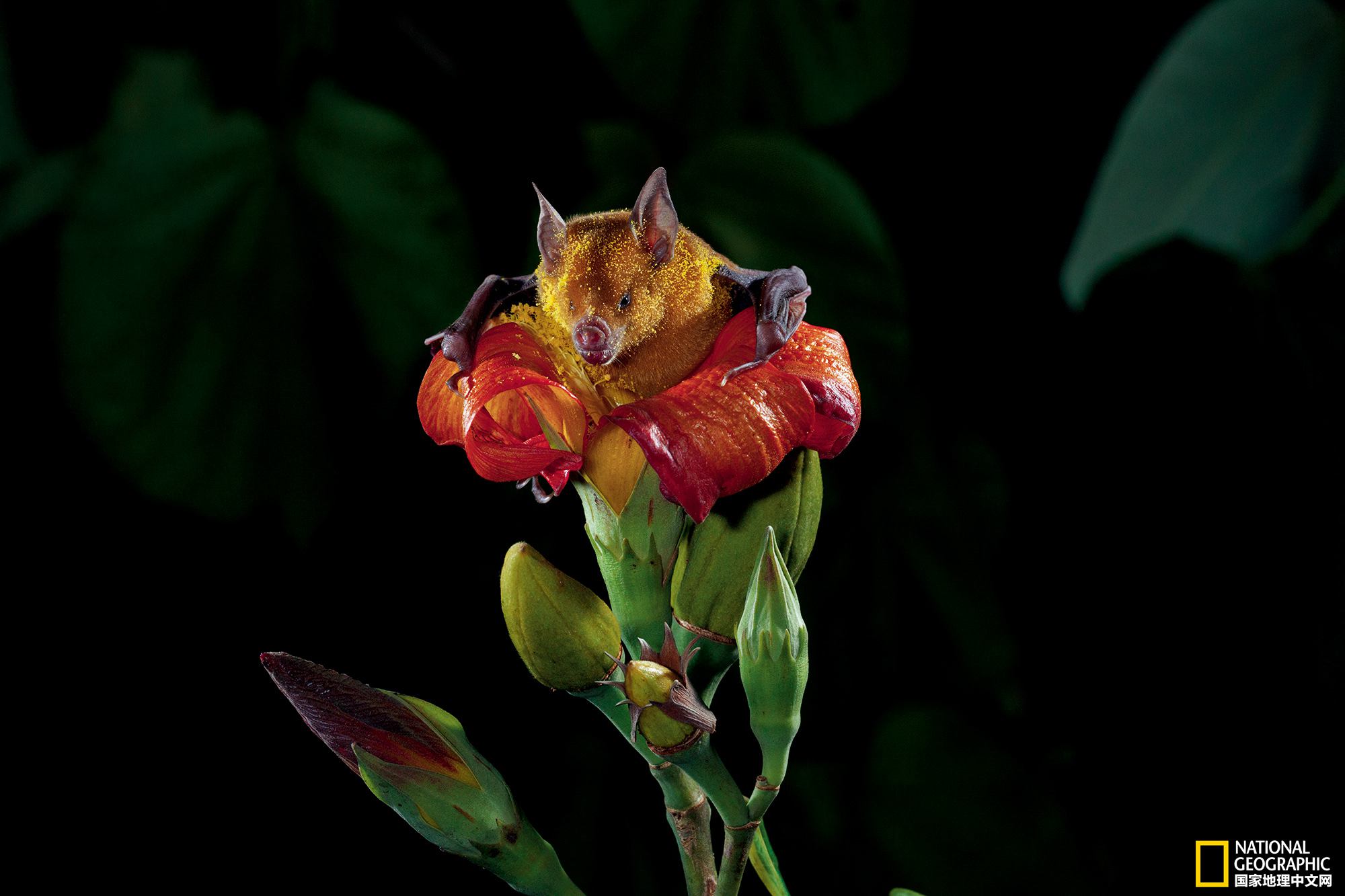 这些花朵太神奇!主动发出邀请来吸引蝙蝠帮自己传粉