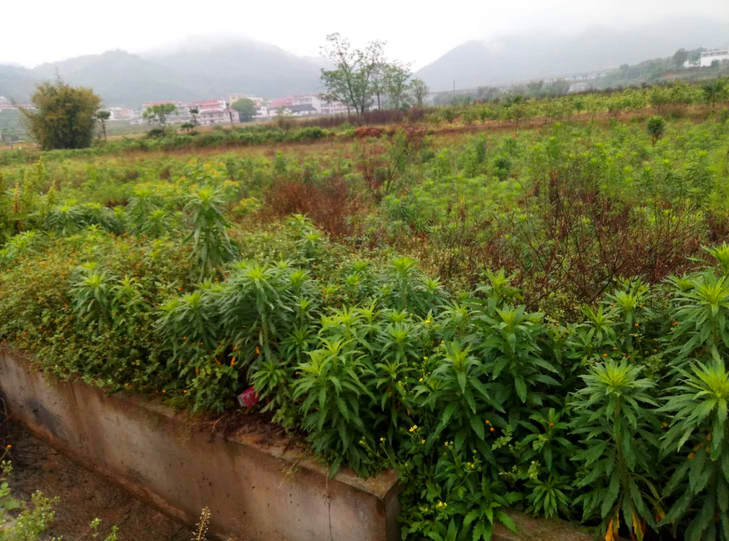 于都县罗坳镇三门村大片耕地颗粒无收杂草丛生,看了心疼吗?