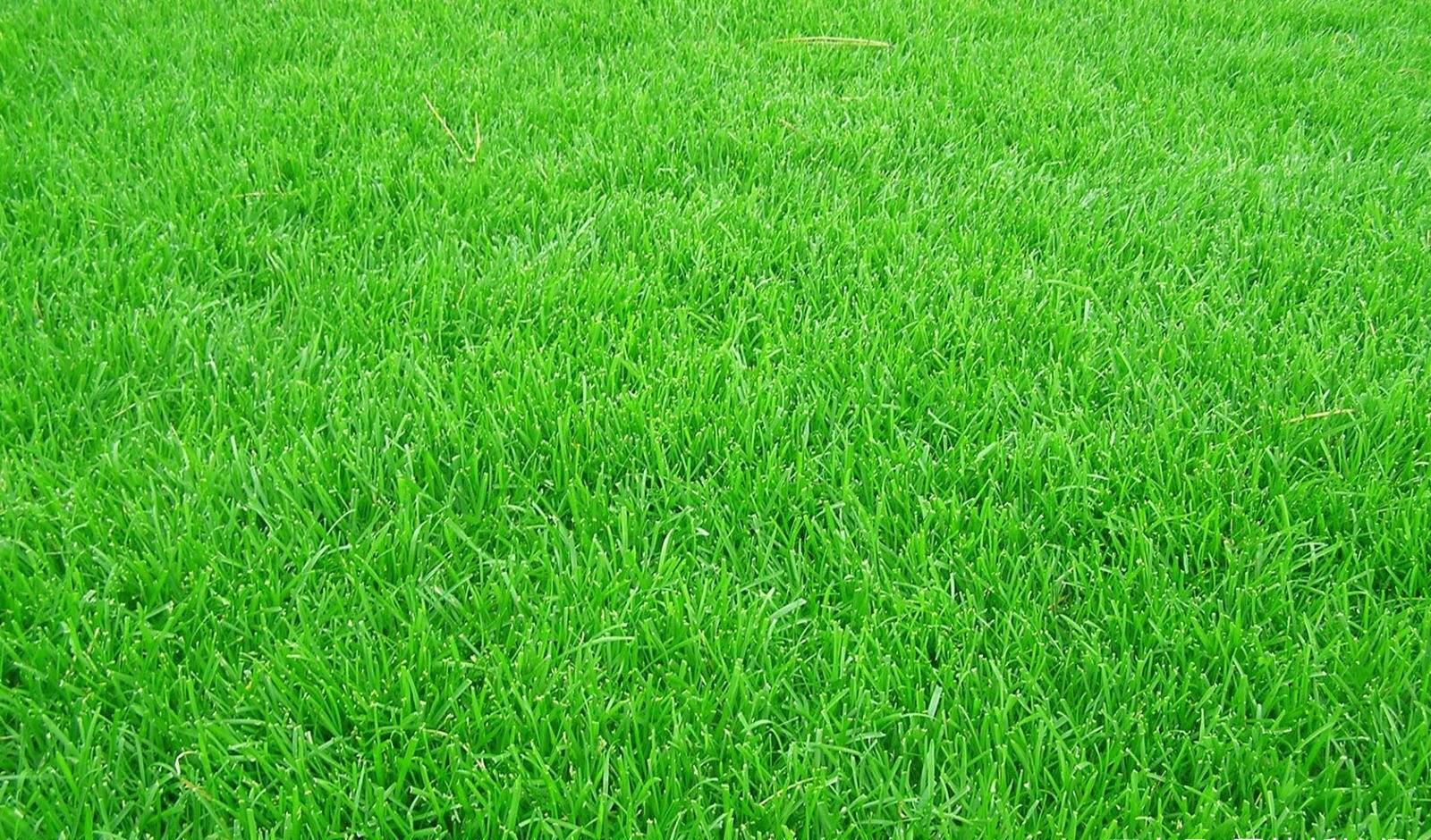 秋季暖季型草坪交播黑麦草掌握这几点很关键