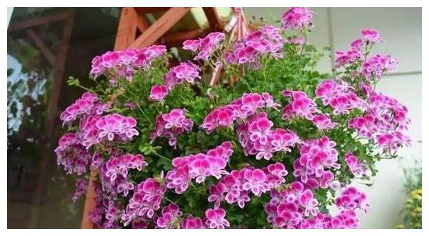 吊起来养的“5种花” 美得不想出门 开花200朵 串串都是花!