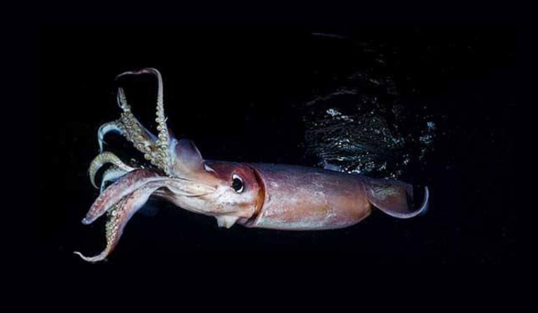深海最大的乌贼图片