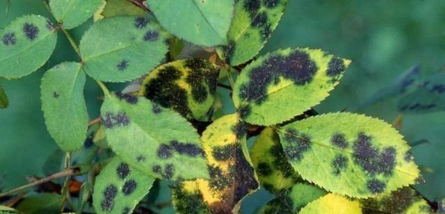 平日养月季花"爆发"黑斑病,试试这几个方法,几天就好转