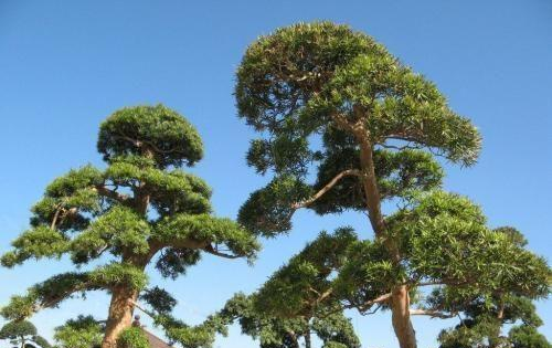 国内10大最受人们欢迎的常见树木,银杏树居榜首,你最爱哪个