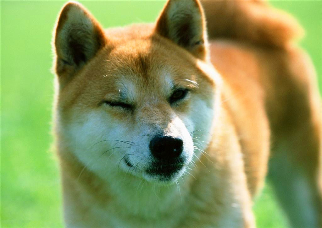 国内养的最多的十个狗狗品种 中华神犬依然高居榜首 国内养的最多的十个狗狗品种 中华神犬依然高居榜首