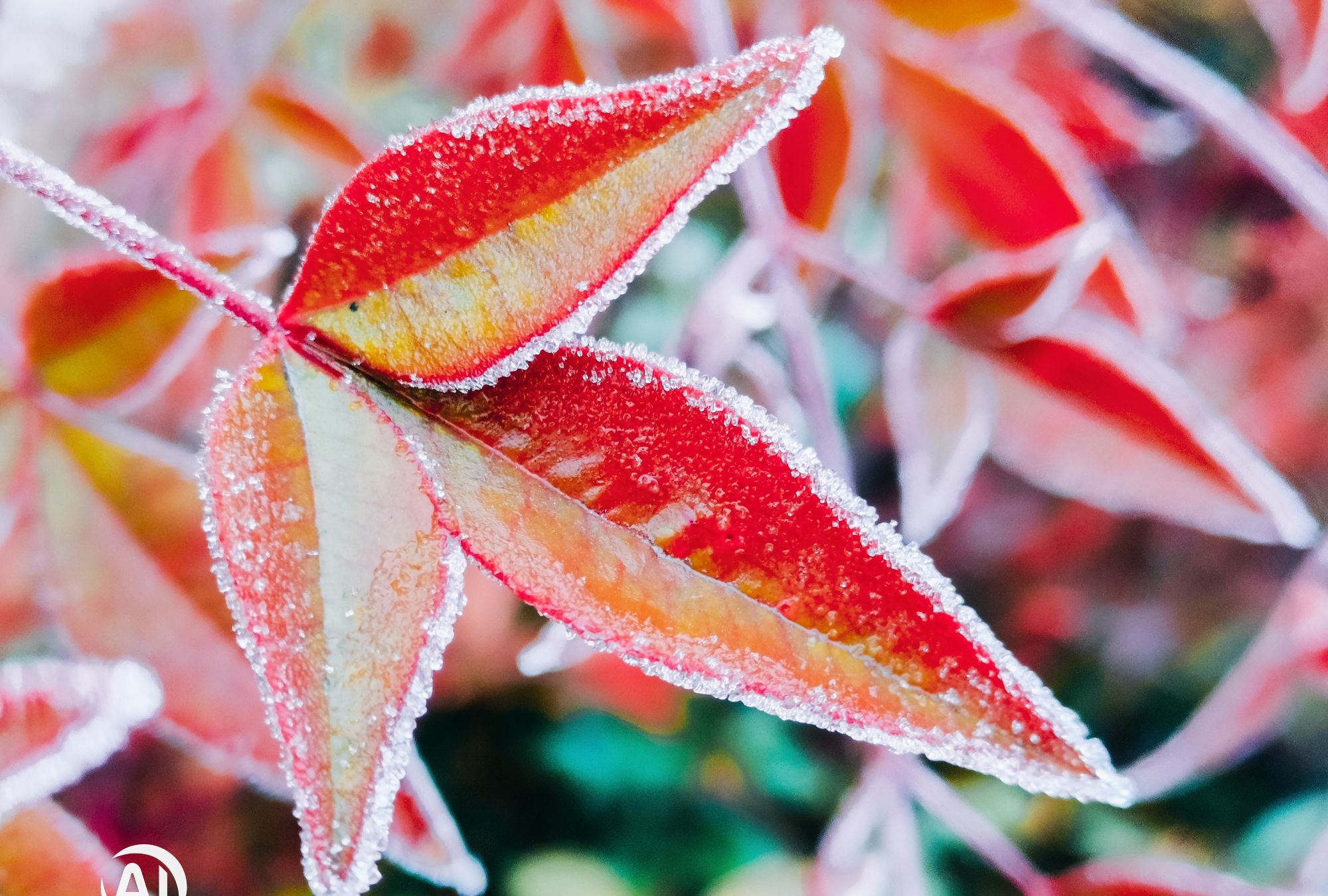 带着荣耀v20,看一看银装里的一抹红