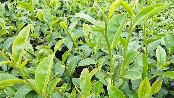 茶树正确的种植方法,清新芳香,这样养护来年会更好!