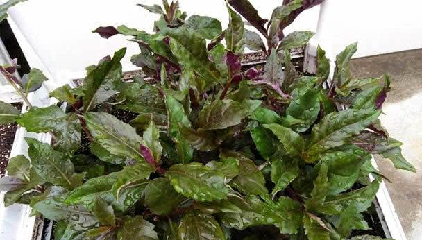 这盆栽被称为补血菜原来是因为它叶色血红有补血作用