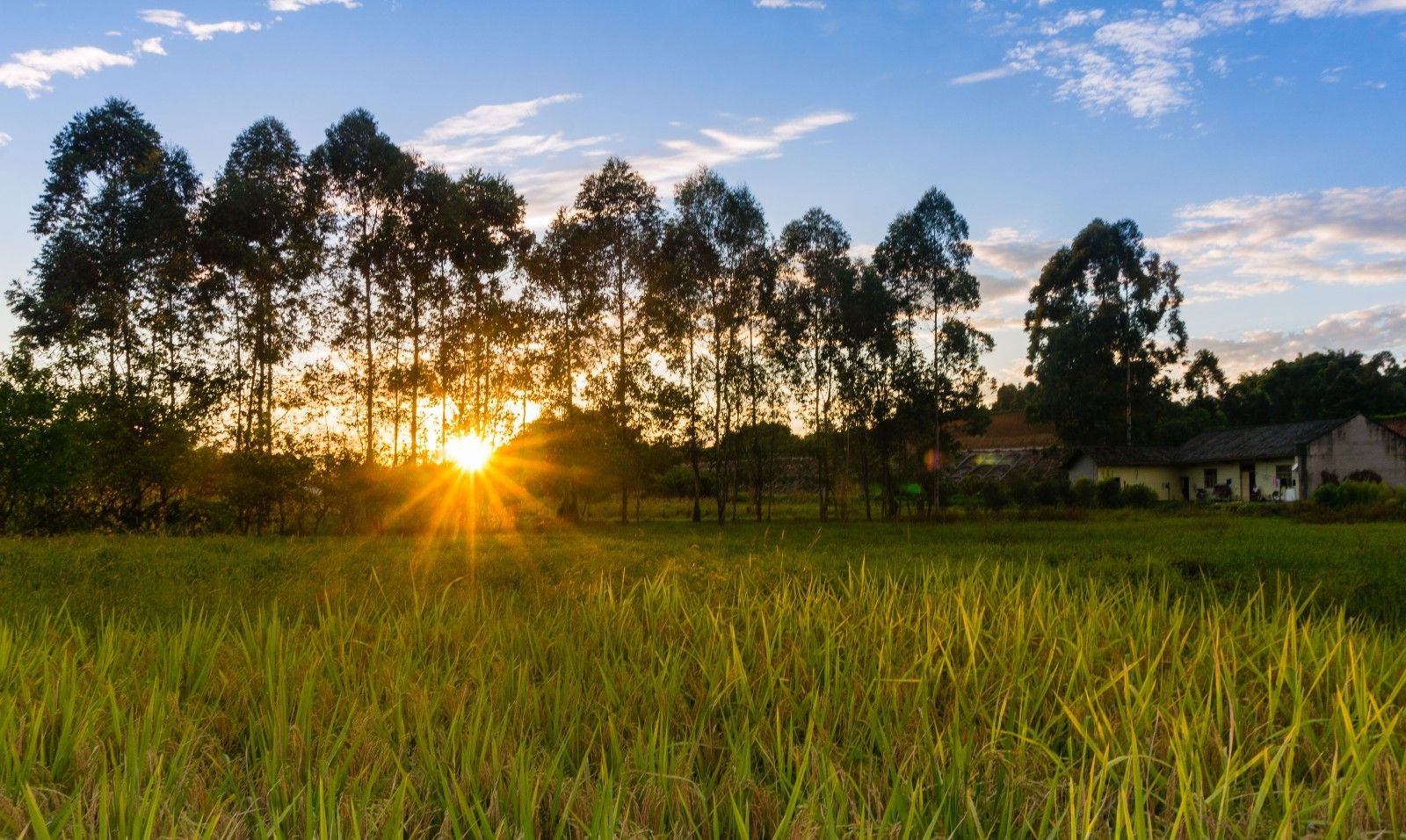 风光摄影:夕阳下的田野