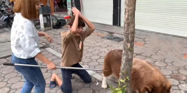 阿拉生气离家出走,主人下跪求原谅,狗子给你一次面子