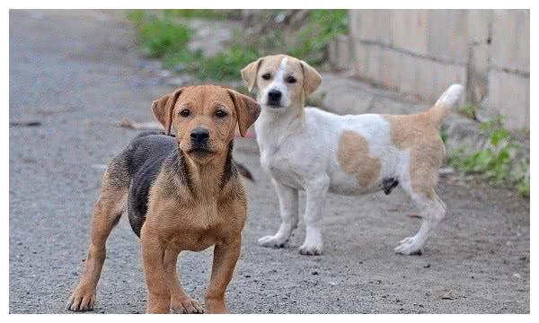 狗狗养了一阵子,不想养了怎么办?千万不要抛弃