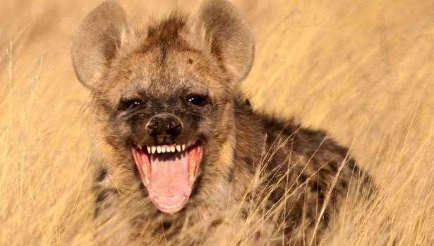 二哥鬣狗掏肛神技 在水中威力四射