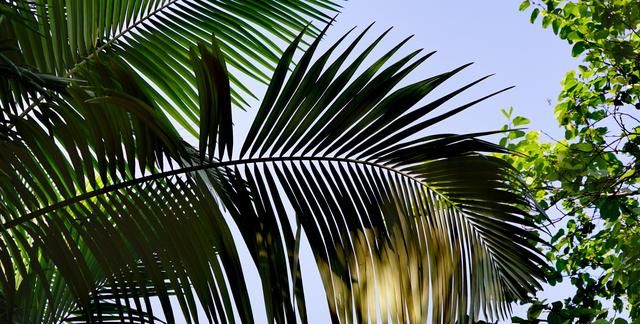 植物王国南国风情 植物王国南国风情