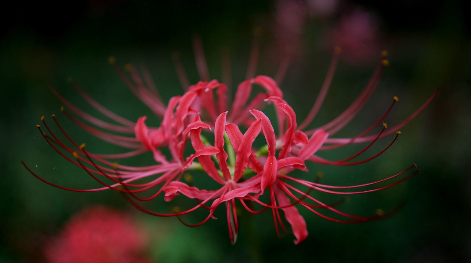 世界上最美的6种花勿忘我上榜最后一种被称之为引魂之花