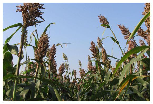 高粱杆还可以这么吃,你吃过吗?