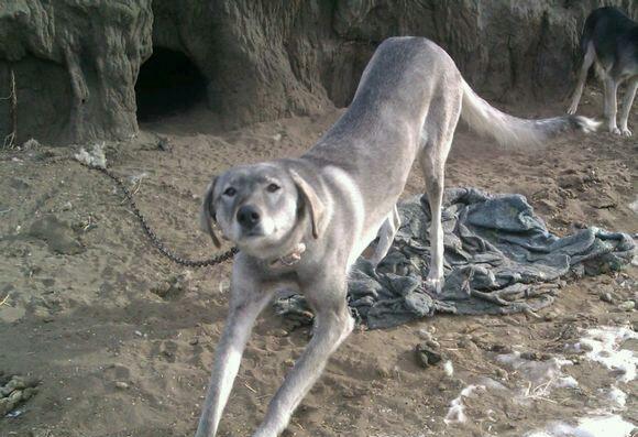 我国杀伤力最强大的细犬,也是世界上体型最大的细犬