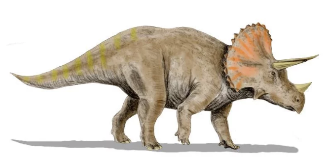 目前这个巨大的三角龙头骨已被用特别黏胶强化固定,再用锡箔纸和石膏