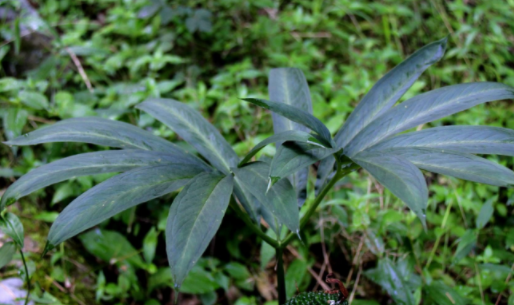 一种名叫"天南星"的植物,价值珍贵别忽视,拿来入药可祛风止痉