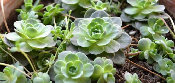 客厅养盆"玫瑰精品"探索者,层层花开,寓意浪漫暧昧