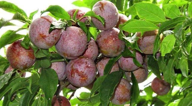 翁源的三华李甜如蜜很多人都喜欢吃究竟为啥备受喜爱