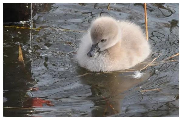 圆明园喜添6只黑天鹅小宝宝!看完心都化了