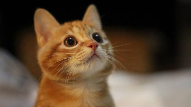 田园土猫被我们忽略太久了,其实它们才是,最值得养的猫咪品种|猫咪|土猫|猫_新浪新闻