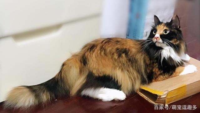 丑萌界的玳瑁猫有没有惊为天人的美这是我看过最漂亮玳瑁