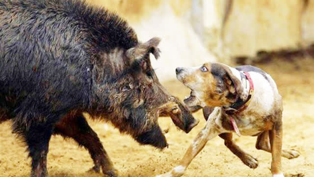 猎狗vs 野猪,这是一场硬碰硬的较量,出乎意料!