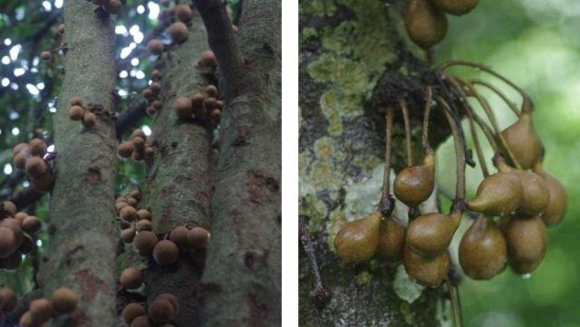 印尼的这种水果,吃了能让人秒变"香妃",放屁都带花香味!