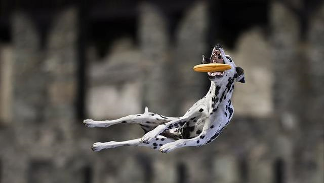 狗狗叼飞盘的姿势太帅了意大利摄影师用镜头记录下了精彩瞬间