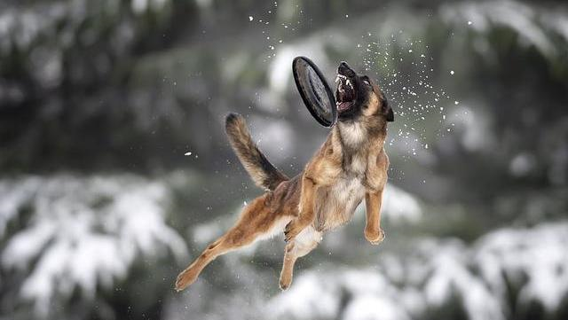 狗狗叼飞盘的姿势太帅了意大利摄影师用镜头记录下了精彩瞬间