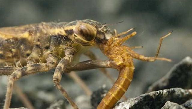 它俗称"水蝎子",过去农村没人吃,如今成稀罕货一斤300元|蝎子|水蜻蜓