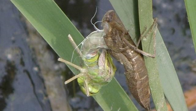 它俗称"水蝎子",过去农村没人吃,如今成稀罕货一斤300元|蝎子|水蜻蜓