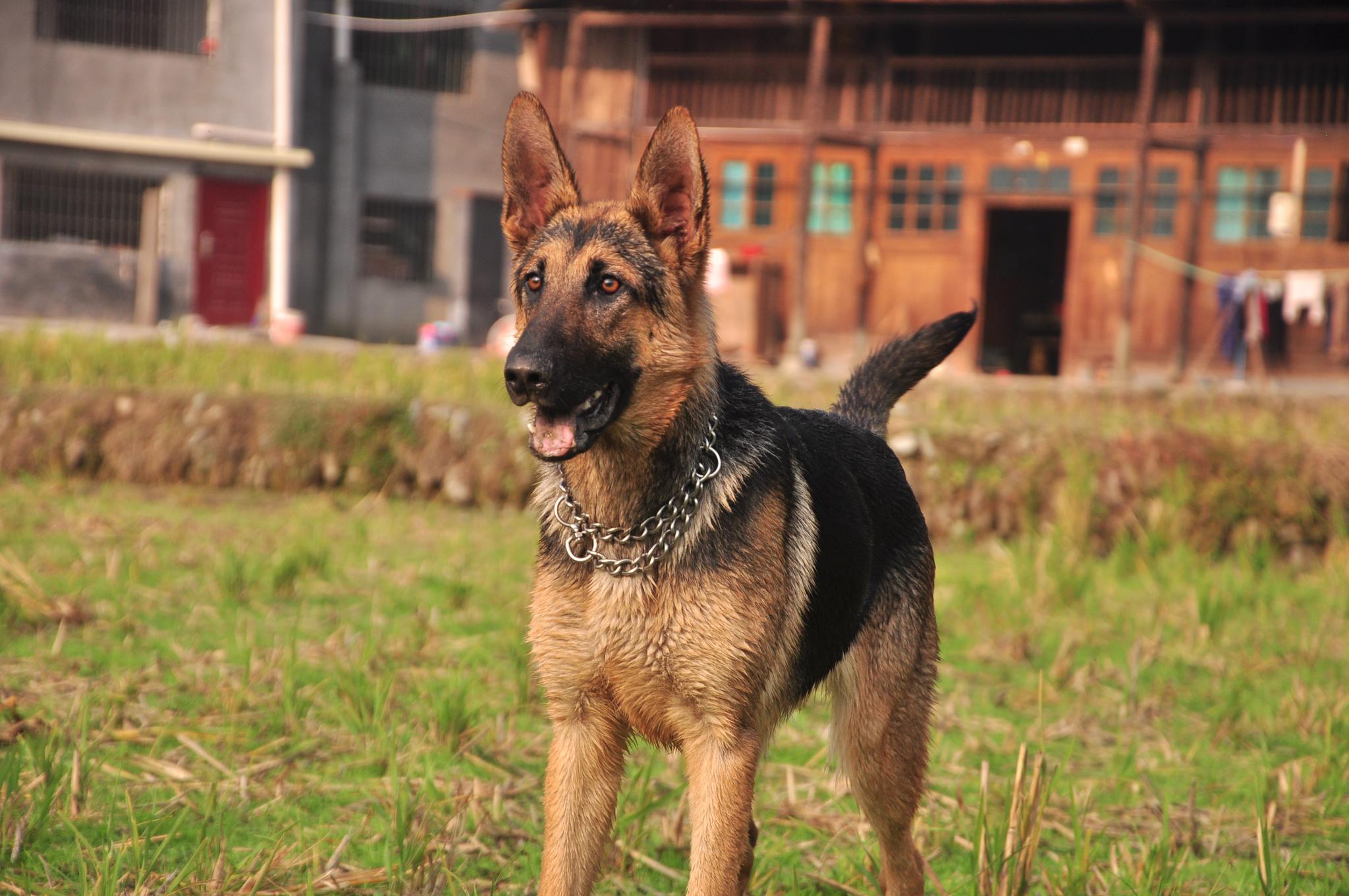 一只被原主人养废塌背的德牧遇到新主人的善待开始健康成长