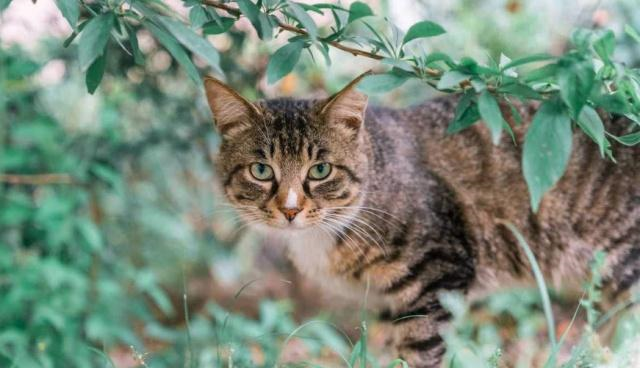 田园土猫被我们忽略太久了,其实它们才是,最值得养的猫咪品种|猫咪|土猫|猫_新浪新闻